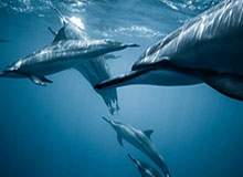 【直播】玖欣撞车小胖：局内夸赞云缨批评海月，结算发现海月才是小胖